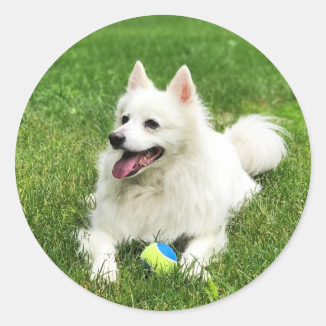 American Eskimo - Aufkleber für den Umschlag (Vorderseite)