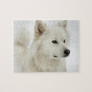 American Eskimo Dog Art