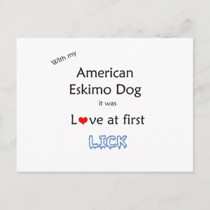 American Eskimo Dog Lick Design Postkarte