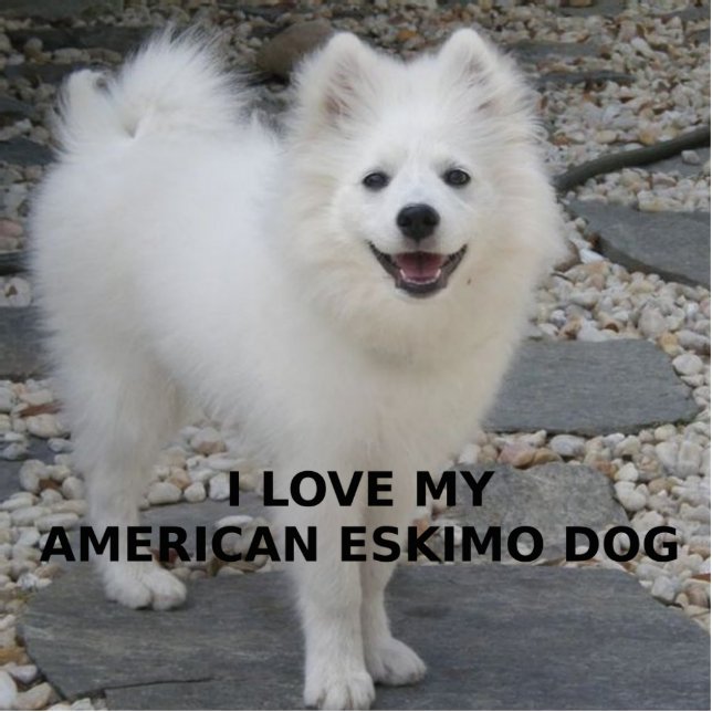 American_Eskimo_Dog_Liebe w pic Fotoskulptur Schlüsselanhänger (Vorne)