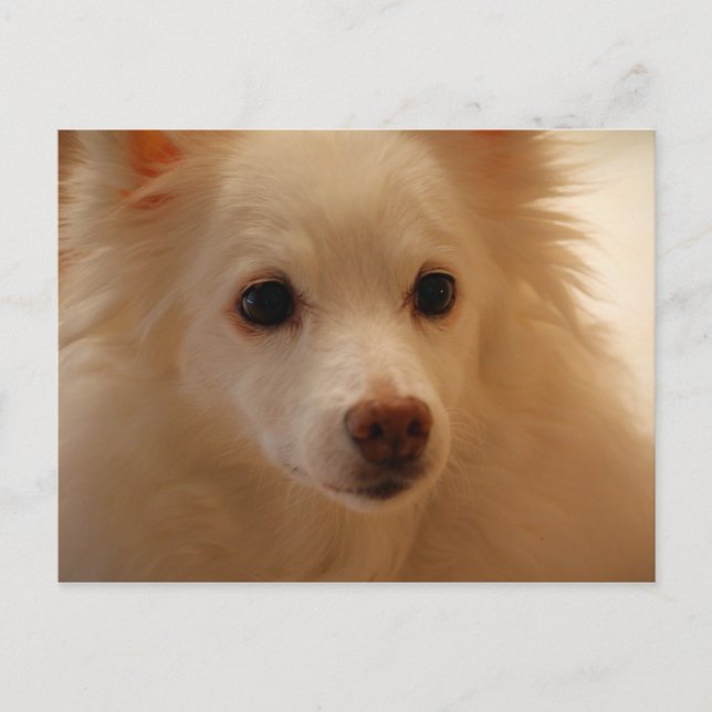 American Eskimo Dog Portrait Postkarte (Vorderseite)