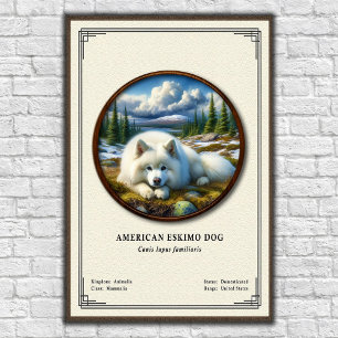 American Eskimo Dog Zoologie-Serie Poster