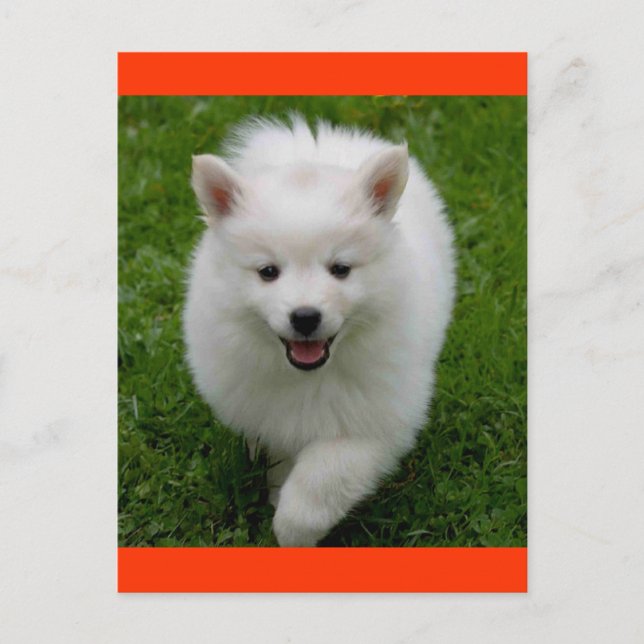 American Eskimo Eskie Puppy Doppy Blank Postkarte (Vorderseite)