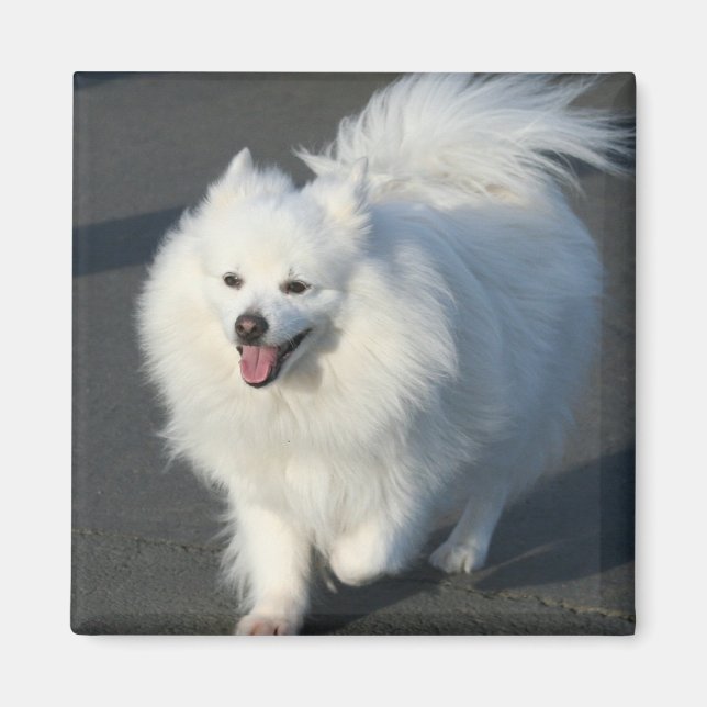 American Eskimo Magnet (Vorne)