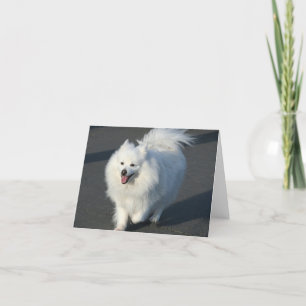 American Eskimo notecard Karte