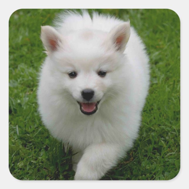 American Eskimo Puppy Docker / Label Quadratischer Aufkleber (Vorderseite)