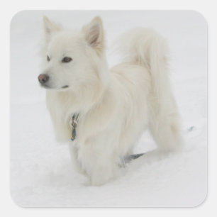 American Eskimo Puppy Docker / Label Quadratischer Aufkleber