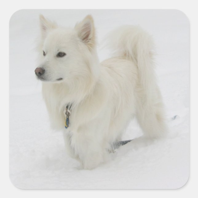 American Eskimo Puppy Docker / Label Quadratischer Aufkleber (Vorderseite)