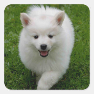 American Eskimo Welpe Hund Aufkleber / Label