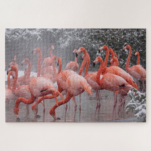 American Flamingo (Horizontal)