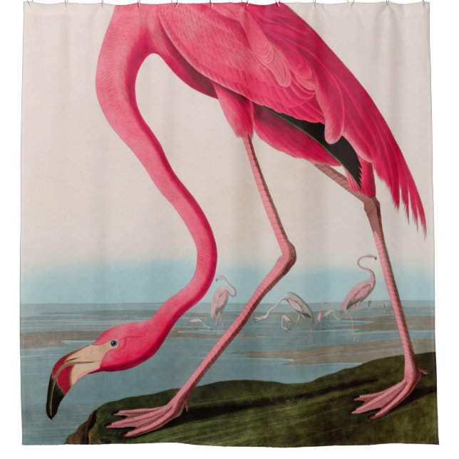 American Flamingo Birds of America Audubon Print Duschvorhang (Vorderseite)