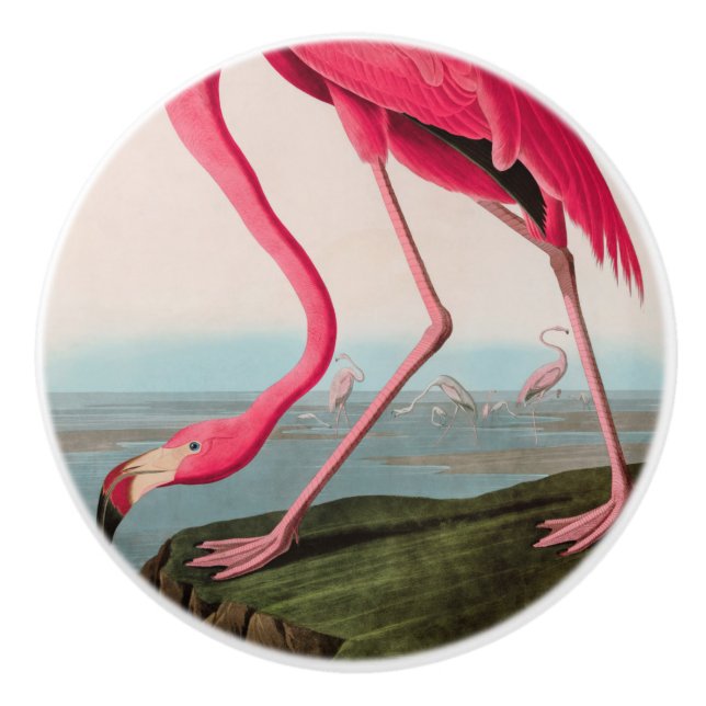 American Flamingo Birds of America Audubon Print Keramikknauf (Vorderseite)