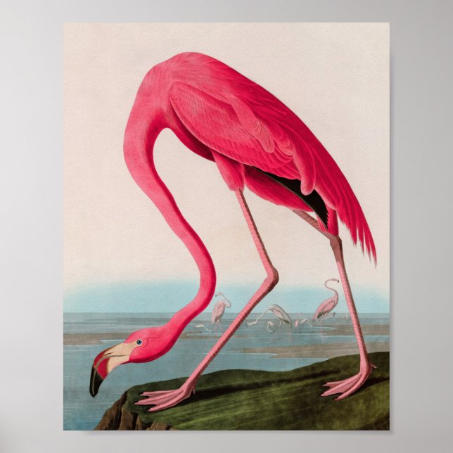 American Flamingo Birds of America Audubon Print Poster (Vorne)
