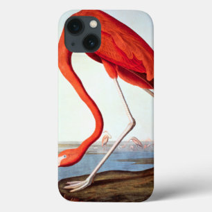 American Flamingo title_seo2