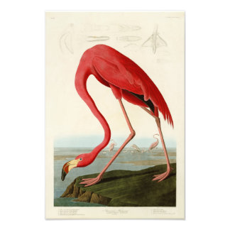 American Flamingo John Audubon Birds of America Fotodruck