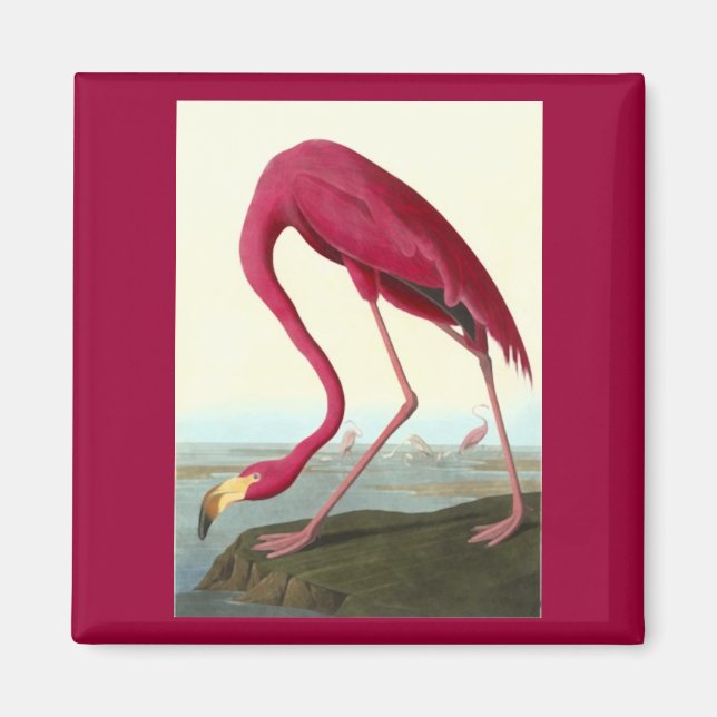 American Flamingo, John James Audubon Magnet (Vorne)