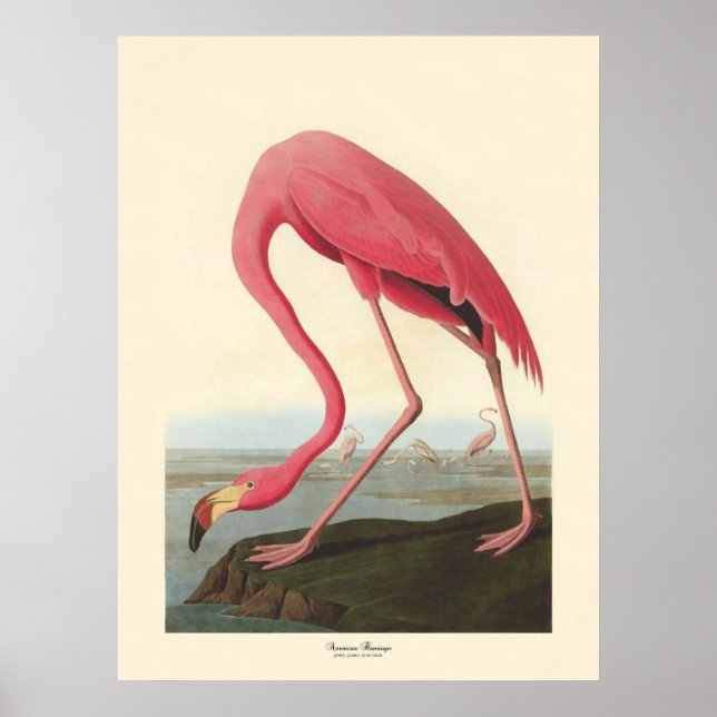 American Flamingo | John James Audubon Poster (Vorne)