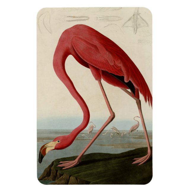 American Flamingo Magnet (Vertikal)