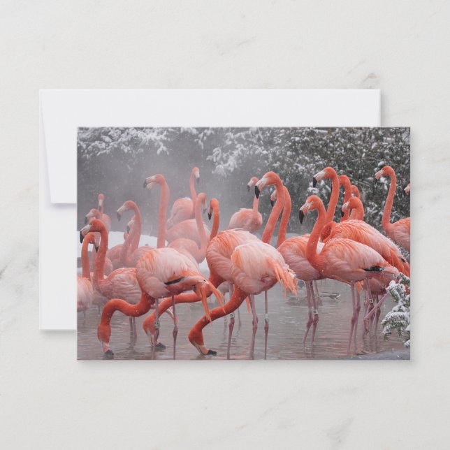 American Flamingo Mitteilungskarte (Vorderseite)