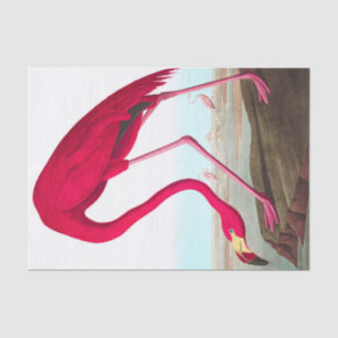 American Flamingo von John James Audubon Seidenpapier