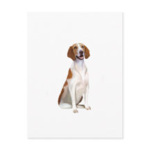 American Foxhound (A)