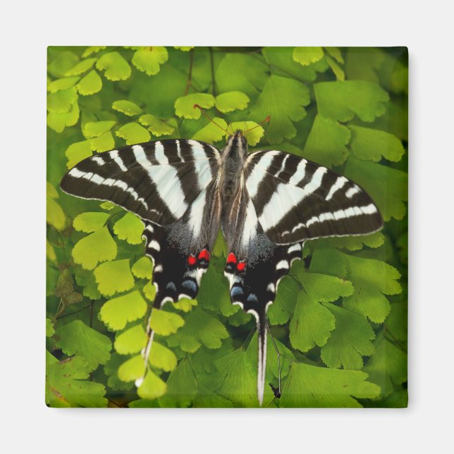 American Frack Butterfly Magnet (Vorne)