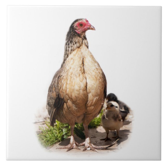 American Game Hen and Baby Chickens Fliese (Vorderseite)
