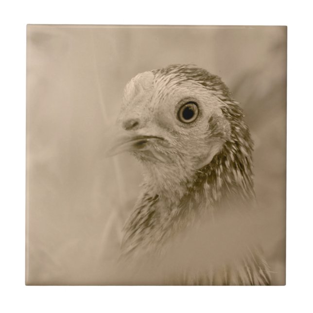 American Game Hen Fliese (Vorderseite)