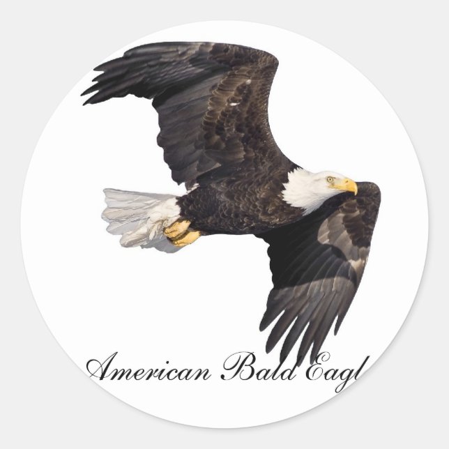 American Glatze Eagle Runder Aufkleber (Vorderseite)