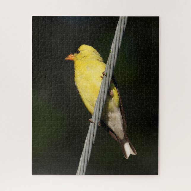American Gold Finch - Dunkelgrüner Hintergrund (Vertikal)
