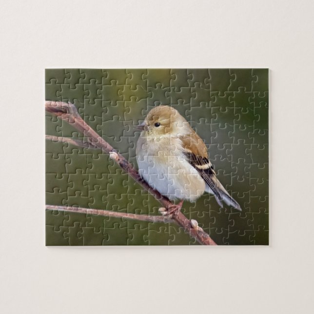 American Goldfinch (Horizontal)