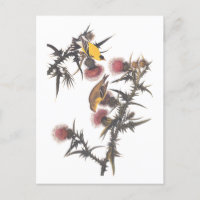 American Goldfinch Audubon Birds of America