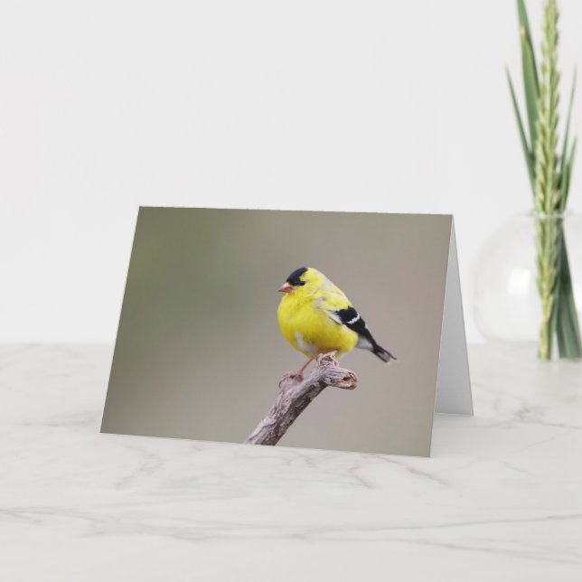 American Goldfinch Bird Karte (Vorderseite)