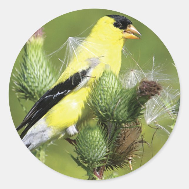American Goldfinch Fotokleber Runder Aufkleber (Vorderseite)