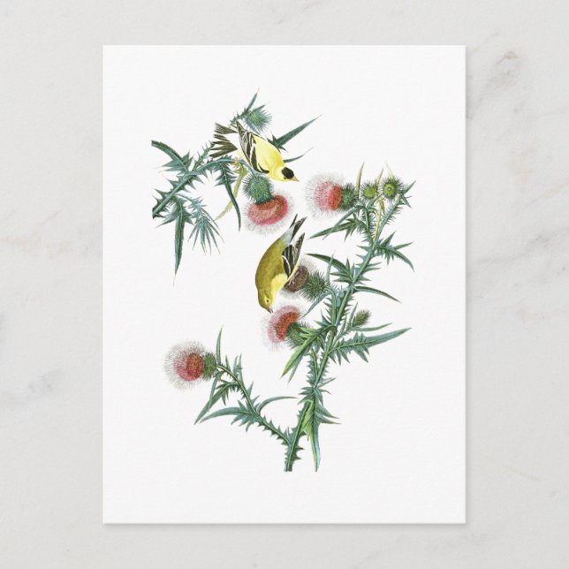 American Goldfinch John Audubon Birds of America Postkarte (Vorderseite)