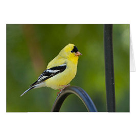 American Goldfinch - Kunstkarte