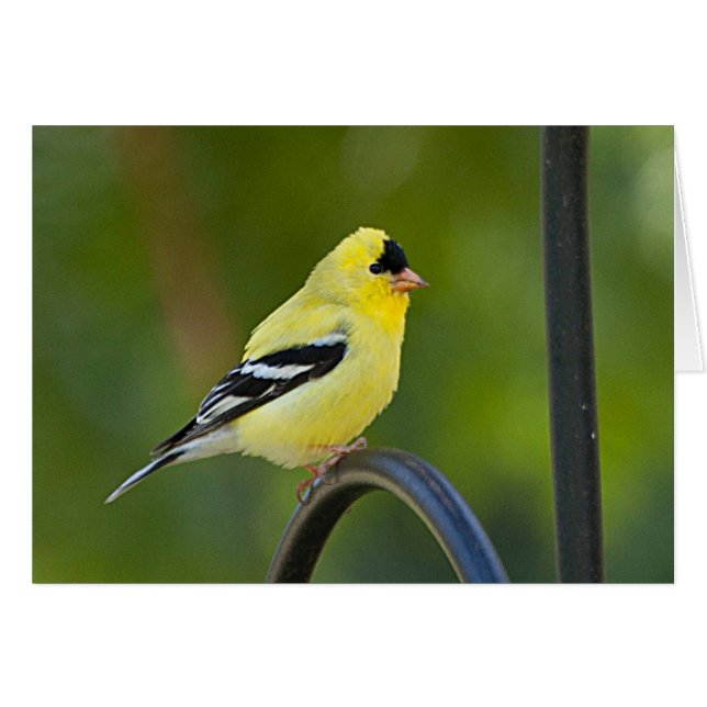 American Goldfinch - Kunstkarte (Vorderseite (Horizontal))