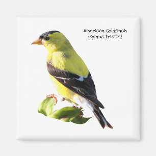 American Goldfinch Magnet