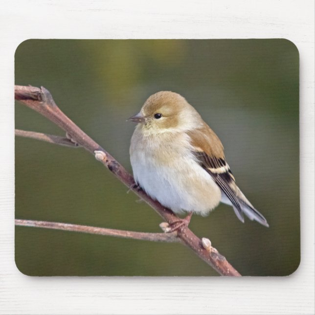 American Goldfinch Mousepad (Vorne)