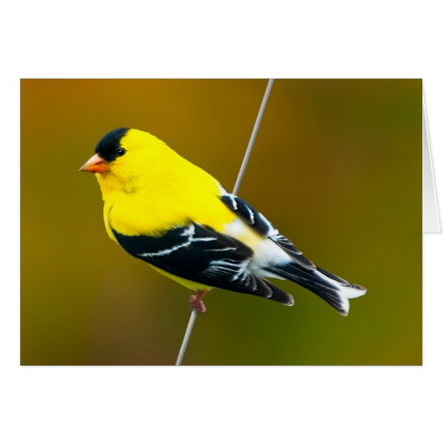 American Goldfinch - Originalfotografie (Vorderseite (Horizontal))