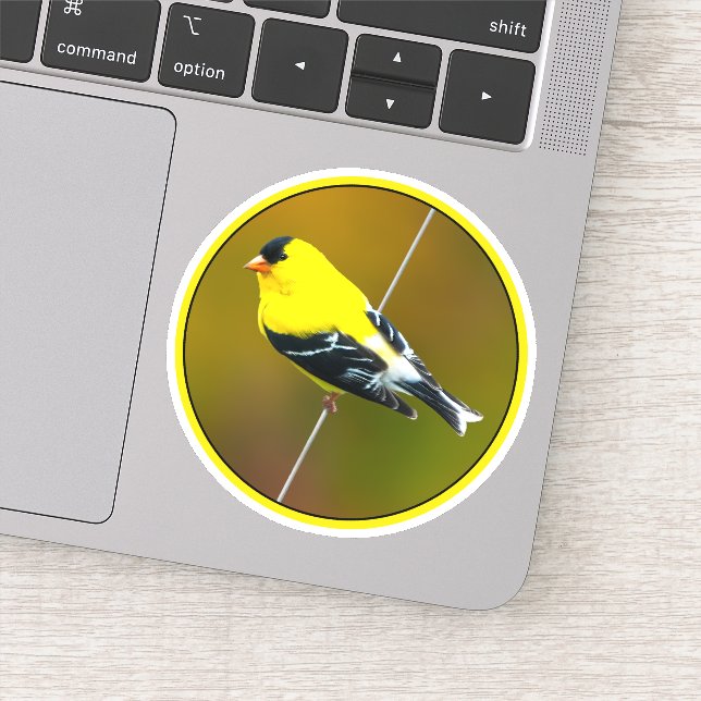 American Goldfinch - Originalfotografie Aufkleber (Detail)