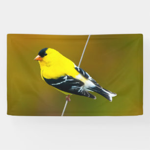 American Goldfinch - Originalfotografie Banner