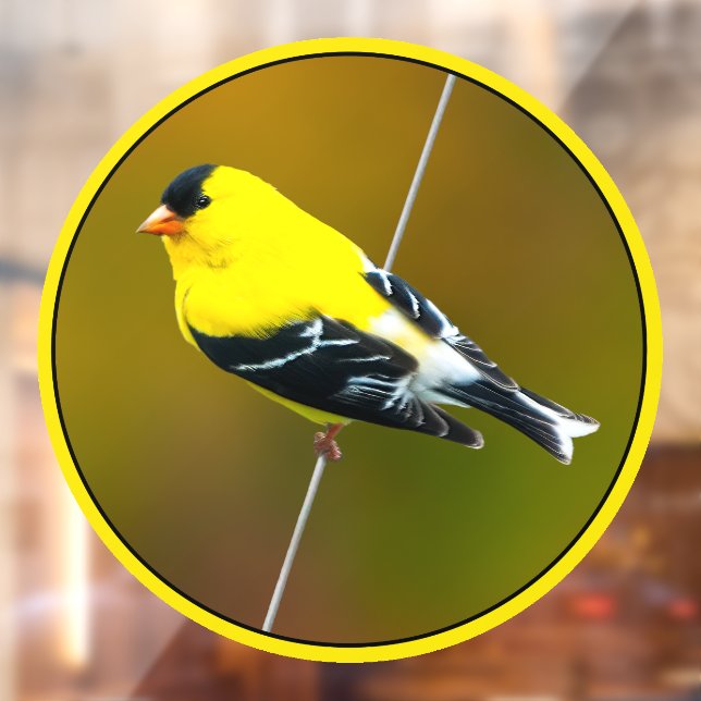 American Goldfinch - Originalfotografie Fensteraufkleber (Blatt 2)