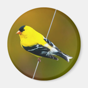 American Goldfinch - Originalfotografie Magnet