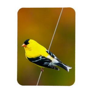 American Goldfinch - Originalfotografie Magnet
