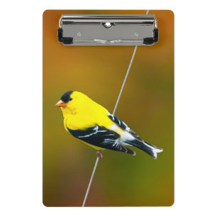 American Goldfinch - Originalfotografie Mini Klemmbrett