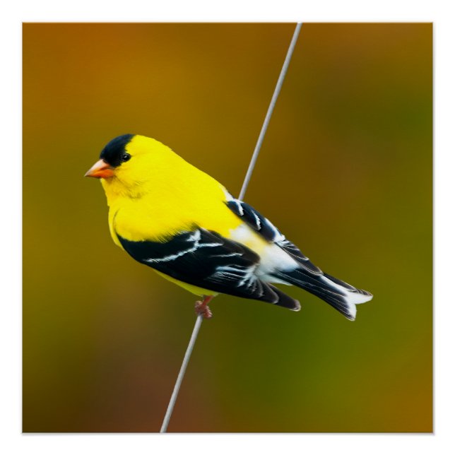 American Goldfinch - Originalfotografie Poster (Vorderseite)