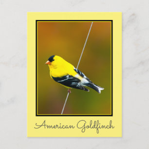 American Goldfinch - Originalfotografie Postkarte