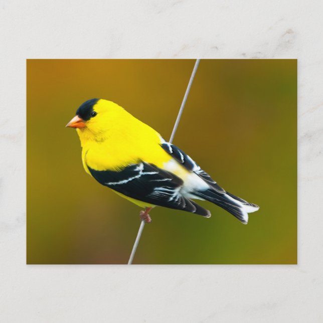 American Goldfinch - Originalfotografie Postkarte (Vorderseite)
