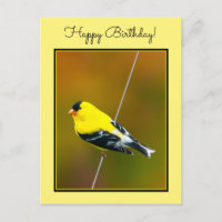 American Goldfinch - Originalfotografie